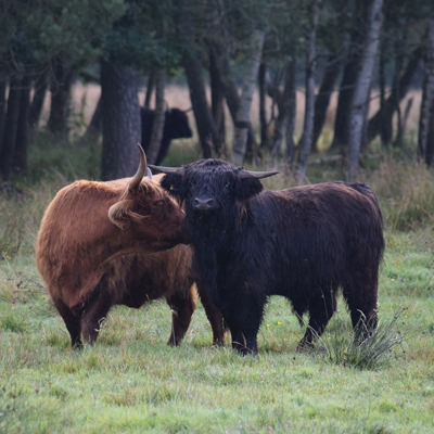 Oberschwäbischer Naturschutztag